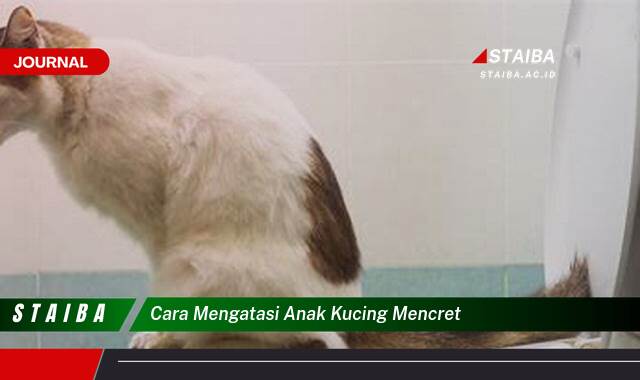 Ketahui Cara Mengatasi Anak Kucing Mencret dengan Cepat dan Aman
