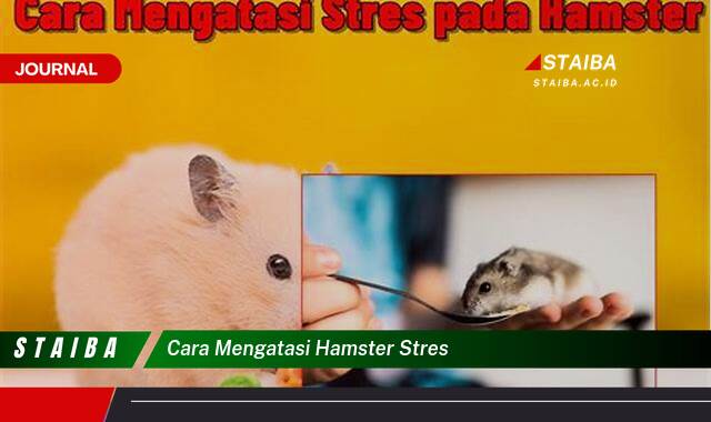 Ketahui Cara Mengatasi Hamster Stres dan Menjaga Kesehatan Mentalnya