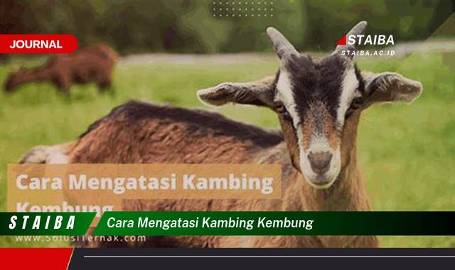 Ketahui Cara Mengatasi Kambing Kembung Secara Cepat dan Efektif Ketahui Cara Mengatasi Kambing Kembung Secara Cepat dan Efektif