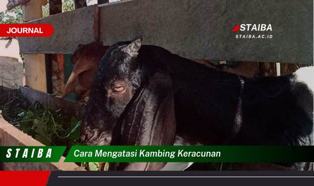 Ketahui Cara Mengatasi Kambing Keracunan Secara Cepat dan Efektif Ketahui Cara Mengatasi Kambing Keracunan Secara Cepat dan Efektif