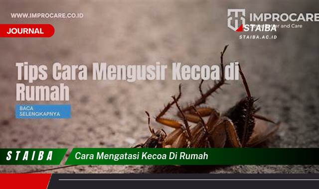 Ketahui Cara Mengatasi Kecoa di Rumah Secara Ampuh dan Cepat