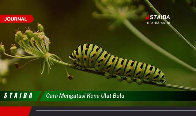 Ketahui Cara Mengatasi Gatal dan Iritasi Akibat Ulat Bulu Ketahui Cara Mengatasi Gatal dan Iritasi Akibat Ulat Bulu