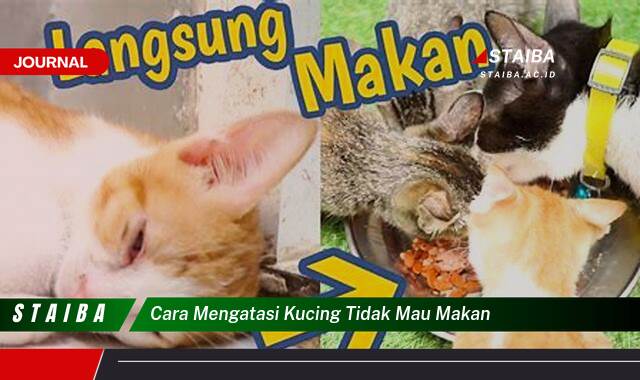 Ketahui Cara Mengatasi Kucing Tidak Mau Makan, Jangan Panik, Simak Solusinya! Ketahui Cara Mengatasi Kucing Tidak Mau Makan, Jangan Panik, Simak Solusinya!