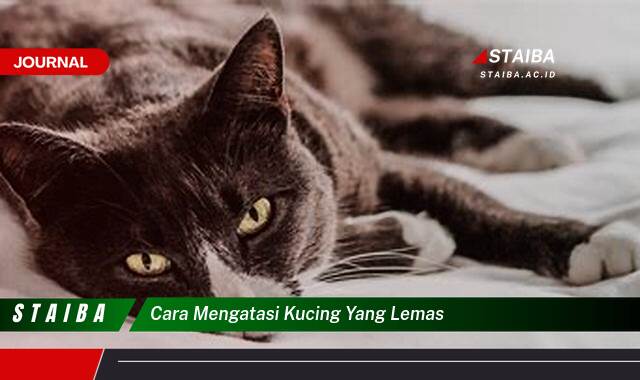 Ketahui Cara Mengatasi Kucing yang Lemas dan Mengembalikan Energinya