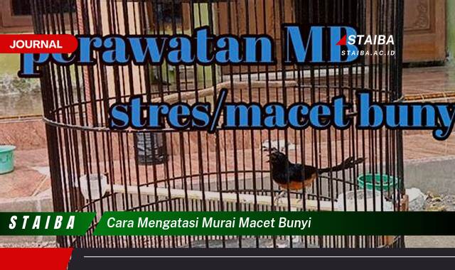 Ketahui Cara Mengatasi Murai Batu Macet Bunyi dan Mengembalikan Kicauannya Ketahui Cara Mengatasi Murai Batu Macet Bunyi dan Mengembalikan Kicauannya