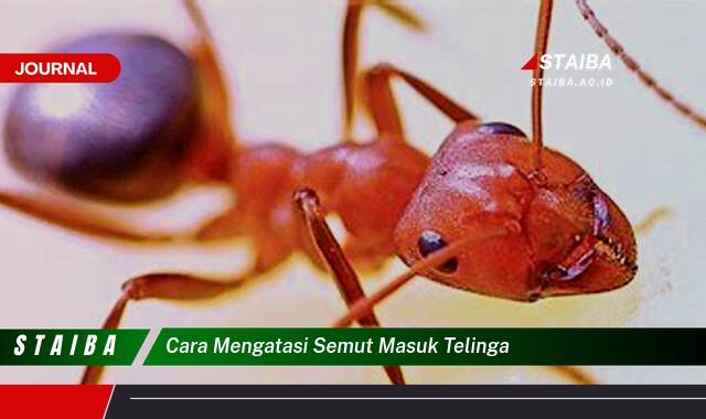 Ketahui Cara Mengatasi Semut Masuk Telinga dengan Aman dan Efektif Ketahui Cara Mengatasi Semut Masuk Telinga dengan Aman dan Efektif