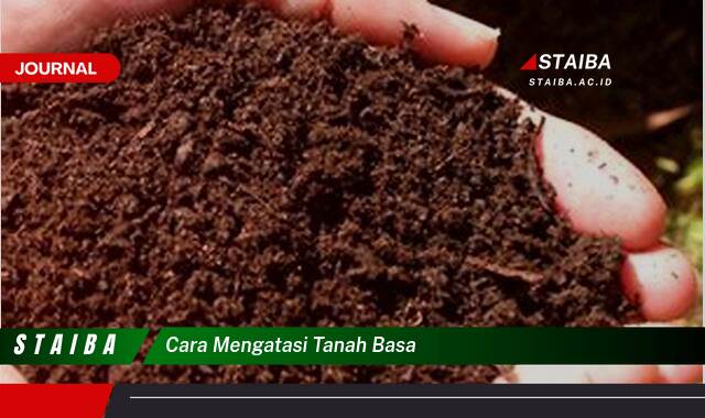 Ketahui Cara Mengatasi Tanah Basa untuk Tanaman Subur dan Sehat Ketahui Cara Mengatasi Tanah Basa untuk Tanaman Subur dan Sehat