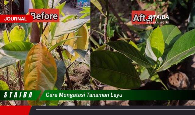 Ketahui Cara Mengatasi Tanaman Layu dengan Cepat dan Efektif Ketahui Cara Mengatasi Tanaman Layu dengan Cepat dan Efektif